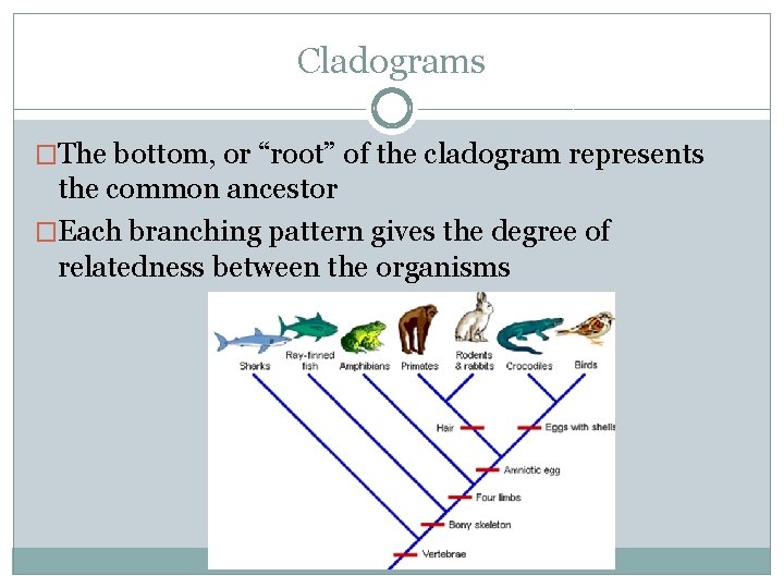 Cladograms �The bottom, or “root” of the cladogram represents the common ancestor �Each branching