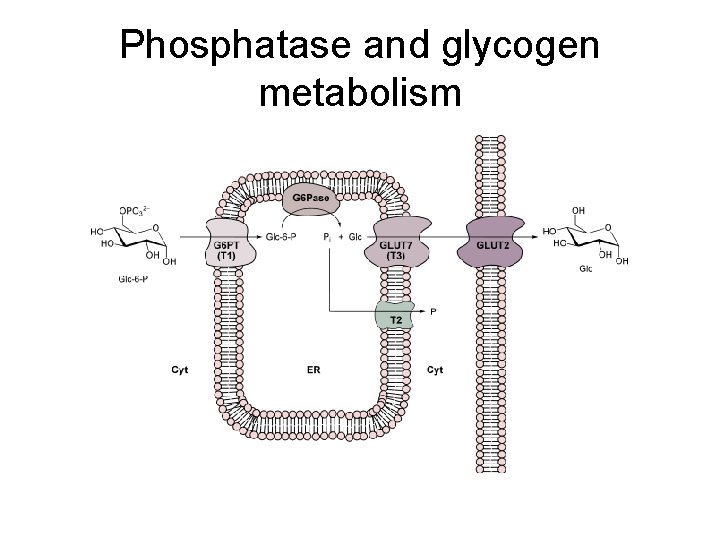 Phosphatase and glycogen metabolism 