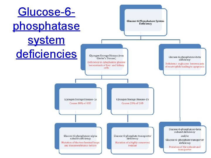 Glucose-6 phosphatase system deficiencies 