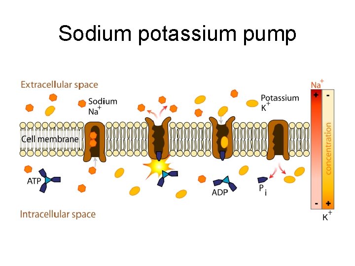 Sodium potassium pump 
