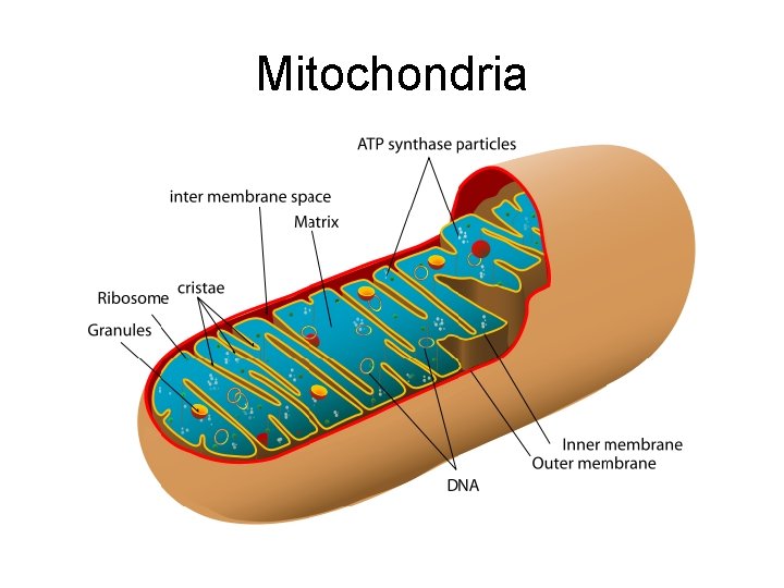 Mitochondria 