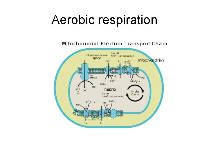 Aerobic respiration 