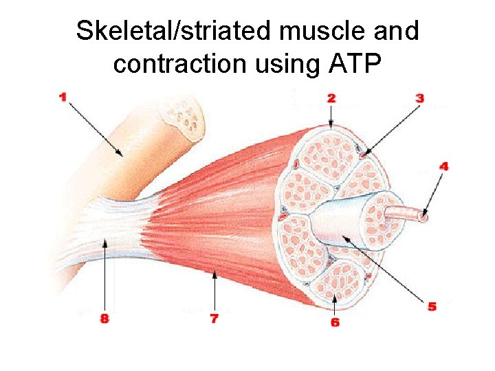 Skeletal/striated muscle and contraction using ATP 