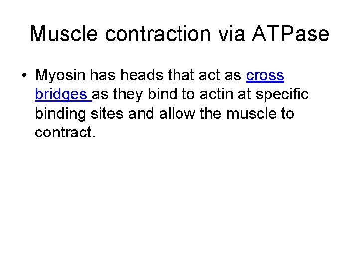 Muscle contraction via ATPase • Myosin has heads that act as cross bridges as