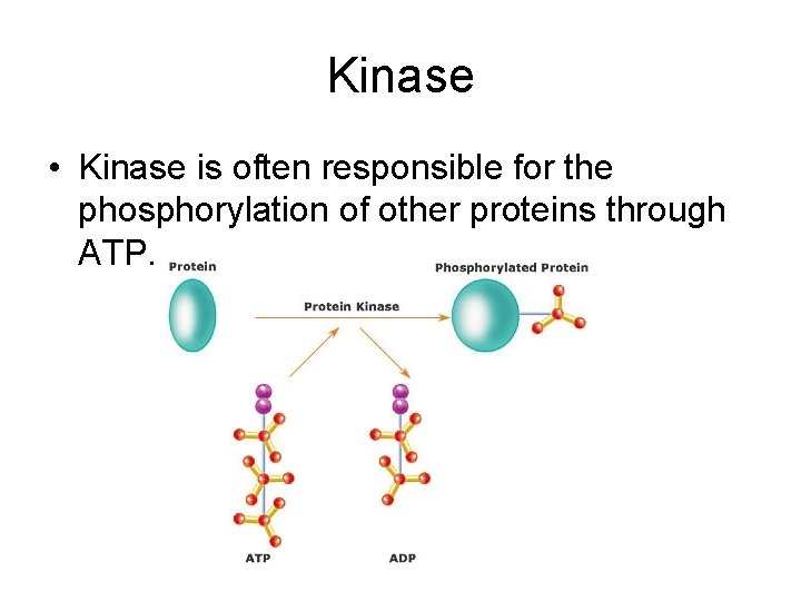 Kinase • Kinase is often responsible for the phosphorylation of other proteins through ATP.