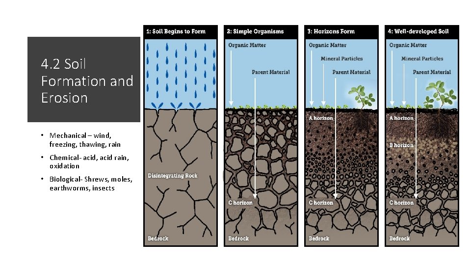 4. 2 Soil Formation and Erosion • Mechanical – wind, freezing, thawing, rain •