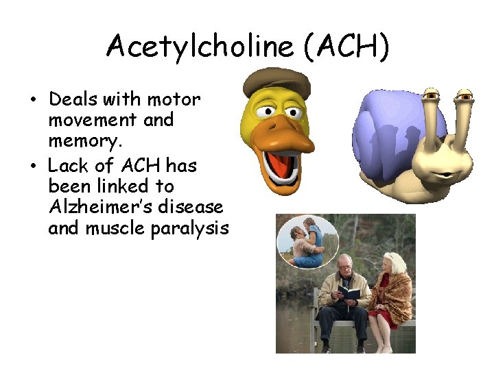 Acetylcholine (ACH) • Deals with motor movement and memory. • Lack of ACH has