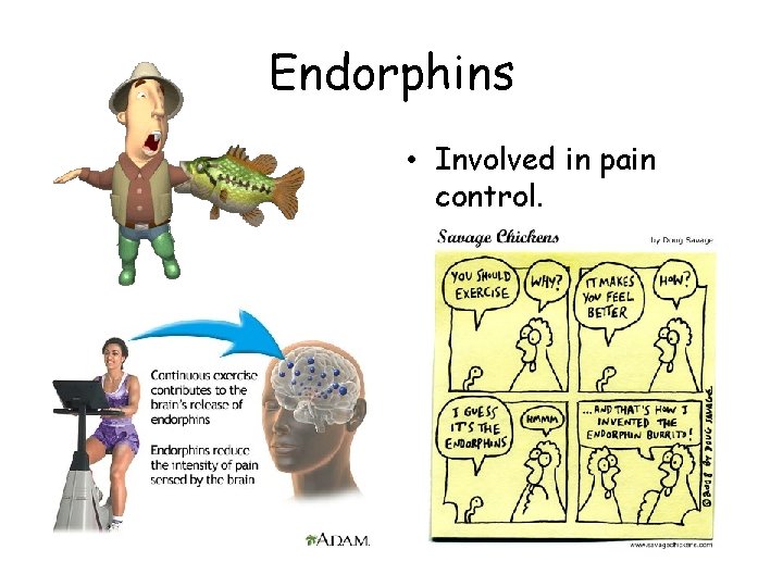 Endorphins • Involved in pain control. 