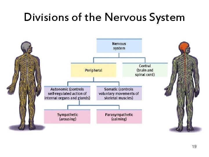 Divisions of the Nervous System 19 