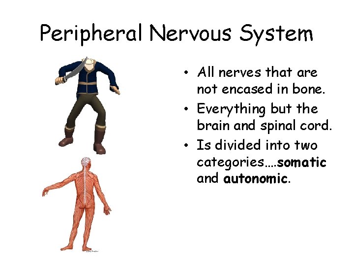 Peripheral Nervous System • All nerves that are not encased in bone. • Everything
