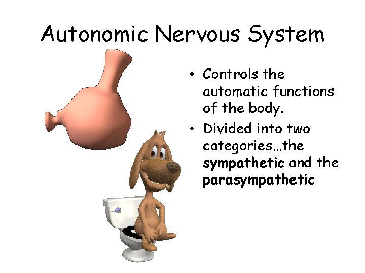 Autonomic Nervous System • Controls the automatic functions of the body. • Divided into