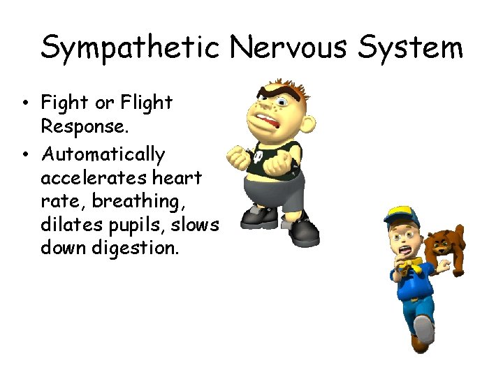 Sympathetic Nervous System • Fight or Flight Response. • Automatically accelerates heart rate, breathing,