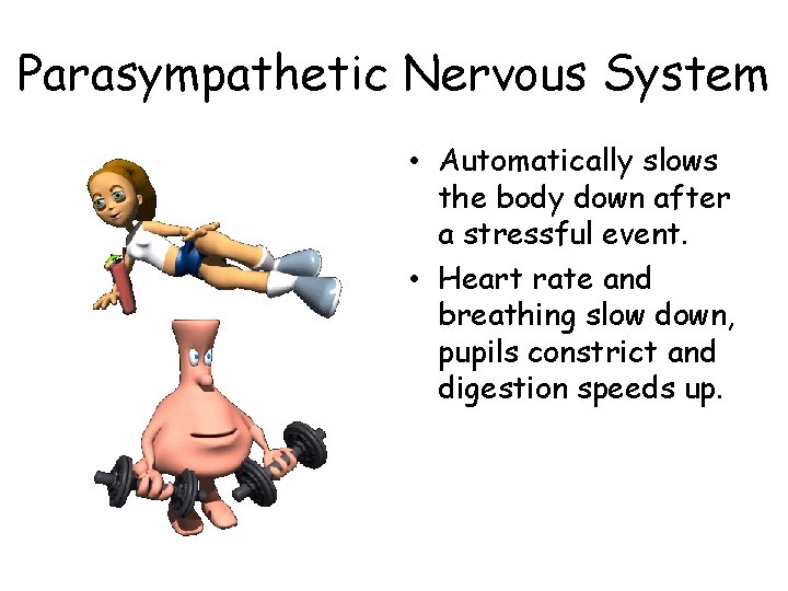 Parasympathetic Nervous System • Automatically slows the body down after a stressful event. •