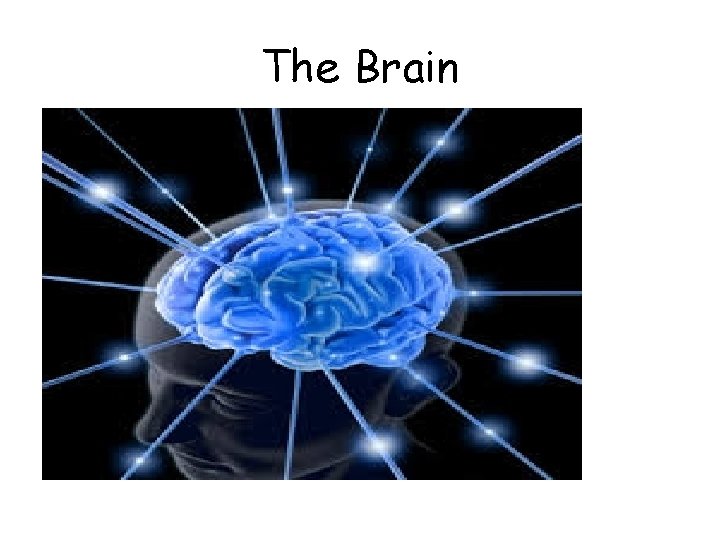 The Brain 