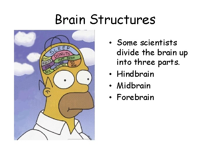 Brain Structures • Some scientists divide the brain up into three parts. • Hindbrain
