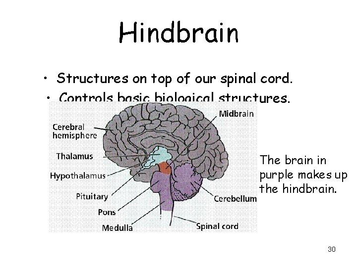 Hindbrain • Structures on top of our spinal cord. • Controls basic biological structures.