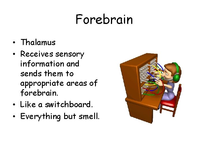 Forebrain • Thalamus • Receives sensory information and sends them to appropriate areas of