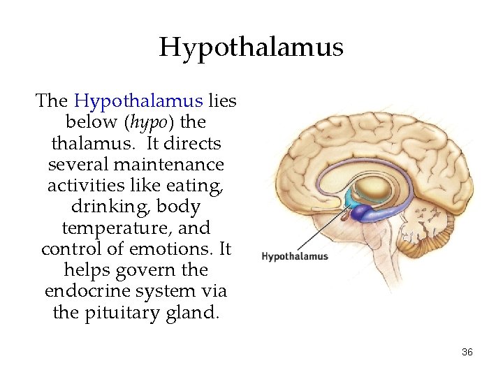 Hypothalamus The Hypothalamus lies below (hypo) the thalamus. It directs several maintenance activities like