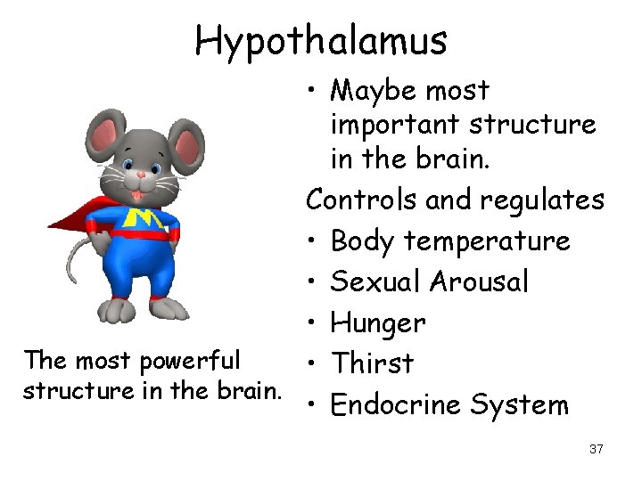 Hypothalamus • Maybe most important structure in the brain. Controls and regulates • Body