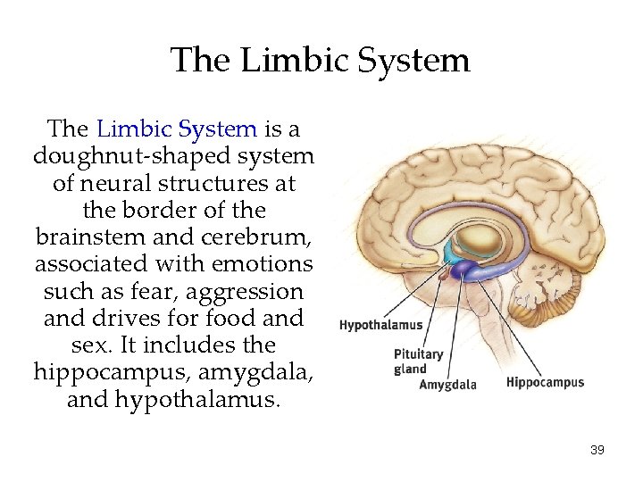 The Limbic System is a doughnut-shaped system of neural structures at the border of