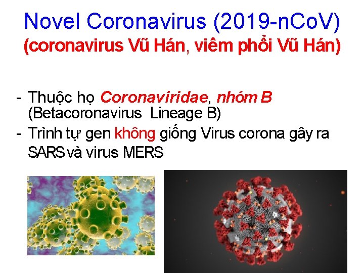 Novel Coronavirus (2019 -n. Co. V) (coronavirus Vũ Hán, viêm phổi Vũ Hán) -