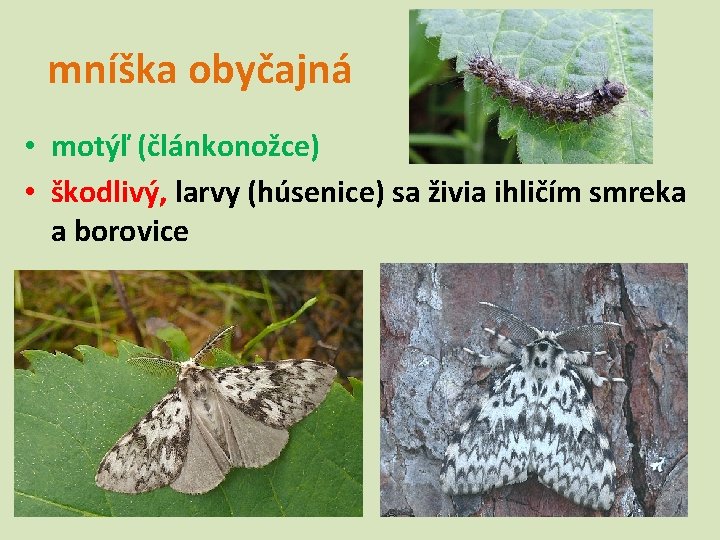 mníška obyčajná • motýľ (článkonožce) • škodlivý, larvy (húsenice) sa živia ihličím smreka a