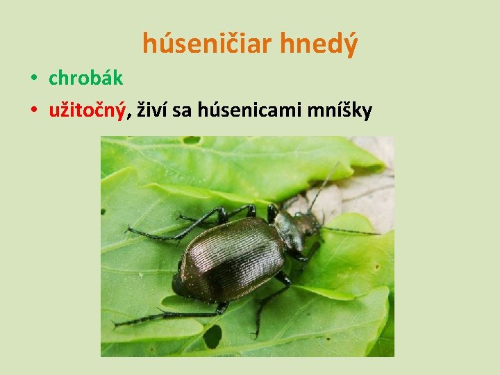 húseničiar hnedý • chrobák • užitočný, živí sa húsenicami mníšky 