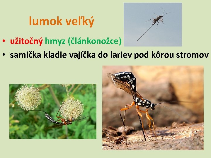 lumok veľký • užitočný hmyz (článkonožce) • samička kladie vajíčka do lariev pod kôrou