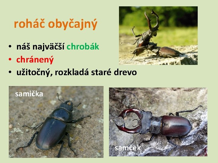 roháč obyčajný • náš najväčší chrobák • chránený • užitočný, rozkladá staré drevo samička