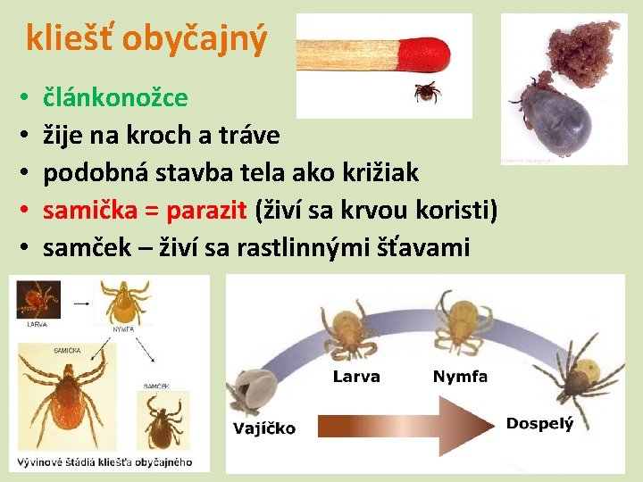 kliešť obyčajný • • • článkonožce žije na kroch a tráve podobná stavba tela