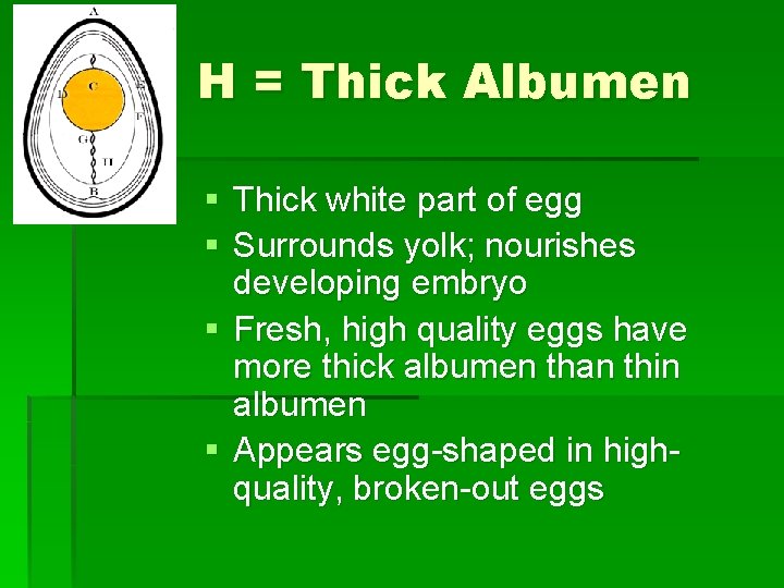 H = Thick Albumen § Thick white part of egg § Surrounds yolk; nourishes