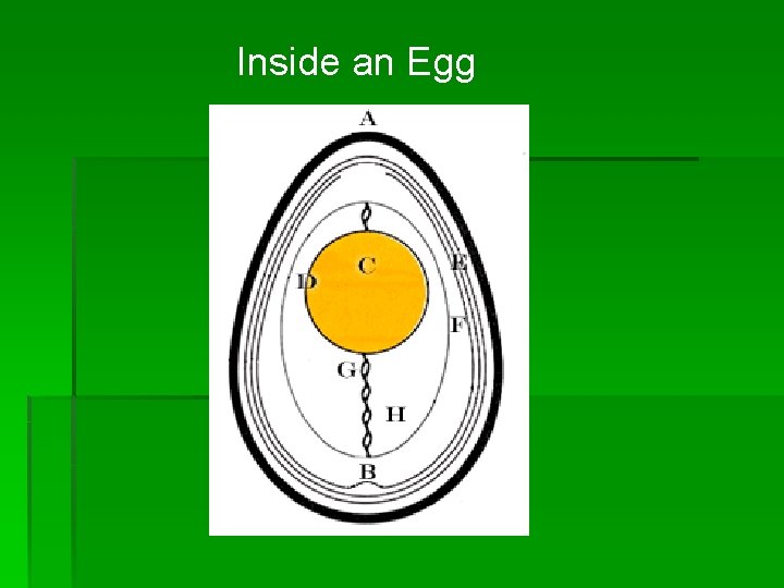 Inside an Egg 