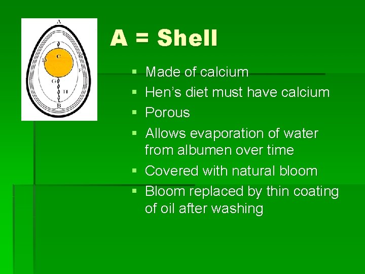 A = Shell § § Made of calcium Hen’s diet must have calcium Porous