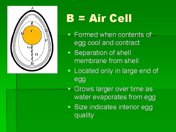 B = Air Cell § Formed when contents of egg cool and contract §