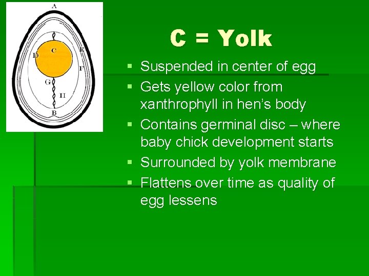C = Yolk § Suspended in center of egg § Gets yellow color from