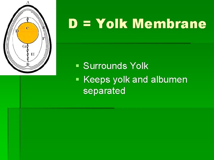 D = Yolk Membrane § Surrounds Yolk § Keeps yolk and albumen separated 