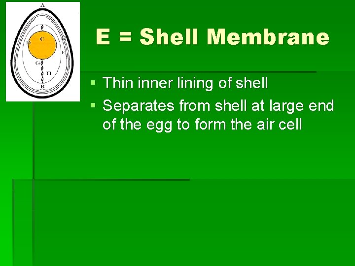 E = Shell Membrane § Thin inner lining of shell § Separates from shell