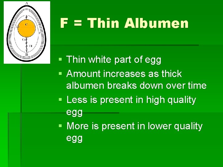 F = Thin Albumen § Thin white part of egg § Amount increases as