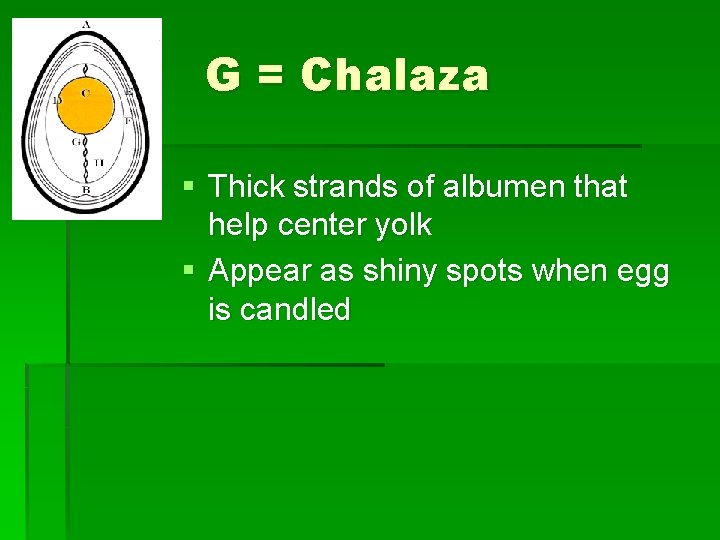 G = Chalaza § Thick strands of albumen that help center yolk § Appear