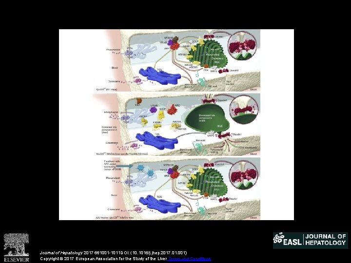 Journal of Hepatology 2017 661001 -1011 DOI: (10. 1016/j. jhep. 2017. 01. 001) Copyright