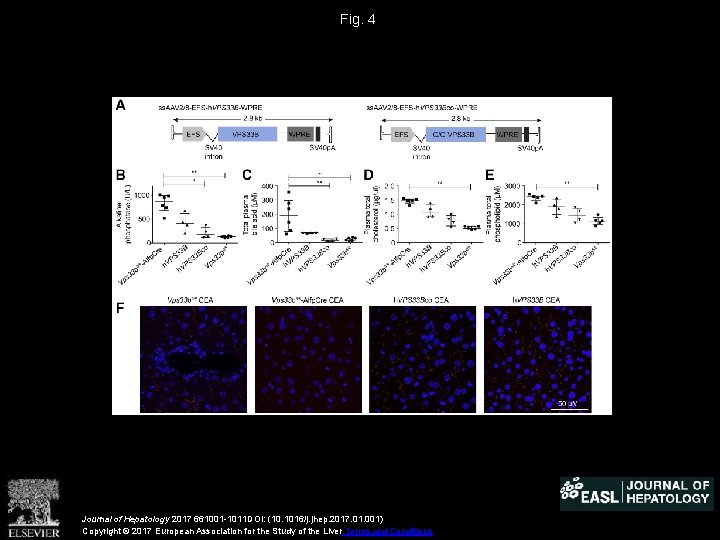 Fig. 4 Journal of Hepatology 2017 661001 -1011 DOI: (10. 1016/j. jhep. 2017. 01.