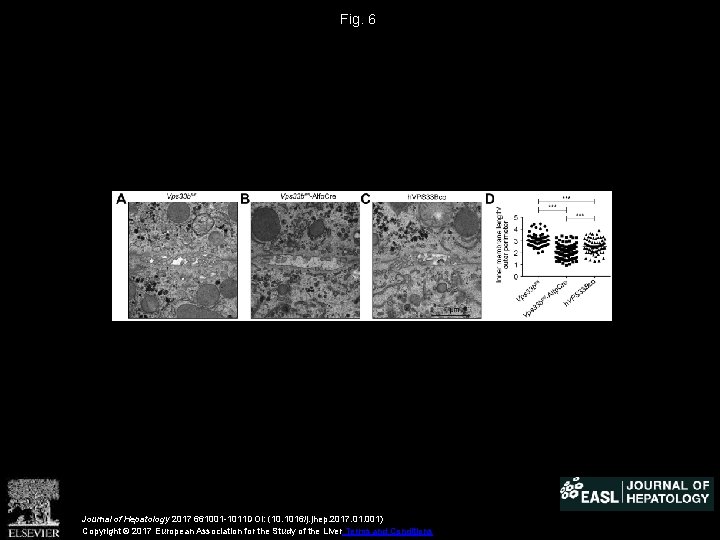 Fig. 6 Journal of Hepatology 2017 661001 -1011 DOI: (10. 1016/j. jhep. 2017. 01.