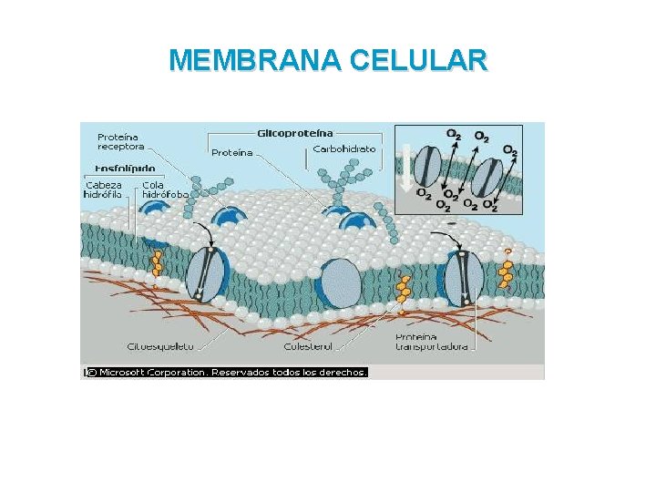 MEMBRANA CELULAR 