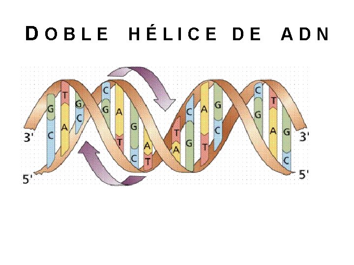 DOBLE HÉLICE DE ADN 