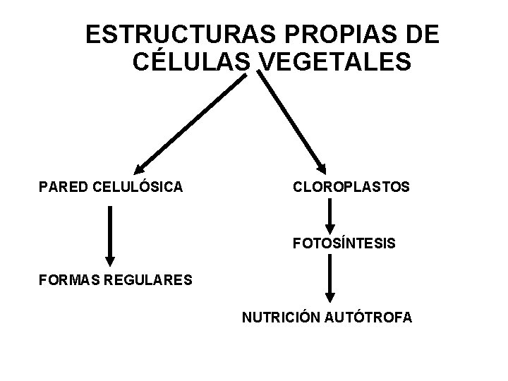 ESTRUCTURAS PROPIAS DE CÉLULAS VEGETALES PARED CELULÓSICA CLOROPLASTOS FOTOSÍNTESIS FORMAS REGULARES NUTRICIÓN AUTÓTROFA 