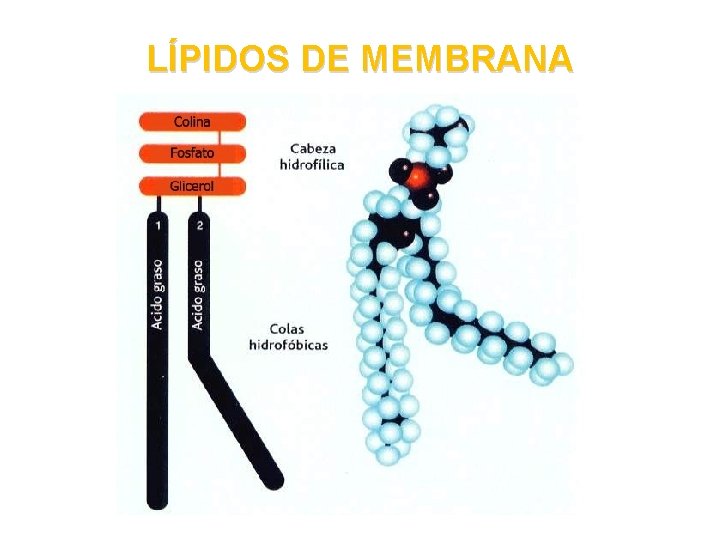 LÍPIDOS DE MEMBRANA 