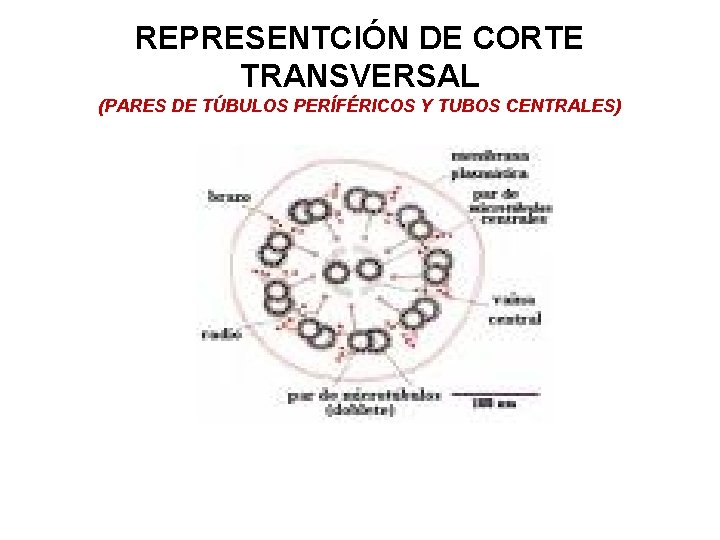 REPRESENTCIÓN DE CORTE TRANSVERSAL (PARES DE TÚBULOS PERÍFÉRICOS Y TUBOS CENTRALES) 