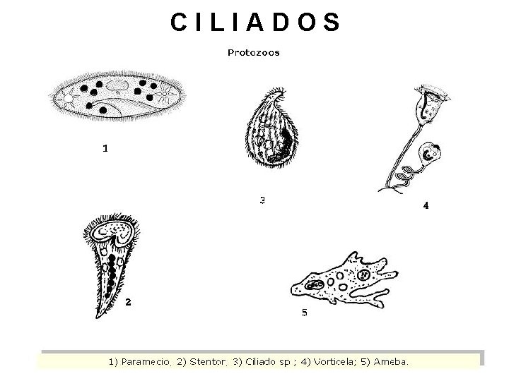 CILIADOS 