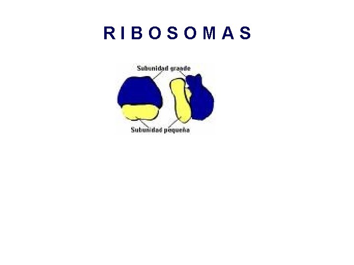 RIBOSOMAS 