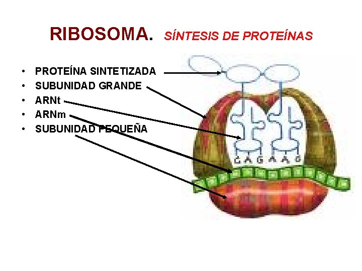 RIBOSOMA. • • • PROTEÍNA SINTETIZADA SUBUNIDAD GRANDE ARNt ARNm SUBUNIDAD PEQUEÑA SÍNTESIS DE